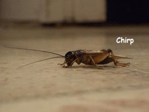 Cricket on a floor with a 'Chirp' caption, a joke about leads going quiet